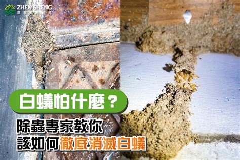 如何判斷白蟻|白蟻怕什麼？預防白蟻必看7大絕招，白蟻防治攻略全。